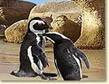 Jackass penguins in Simonstown